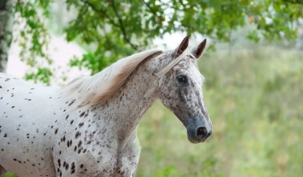 spotted Tiger Horse