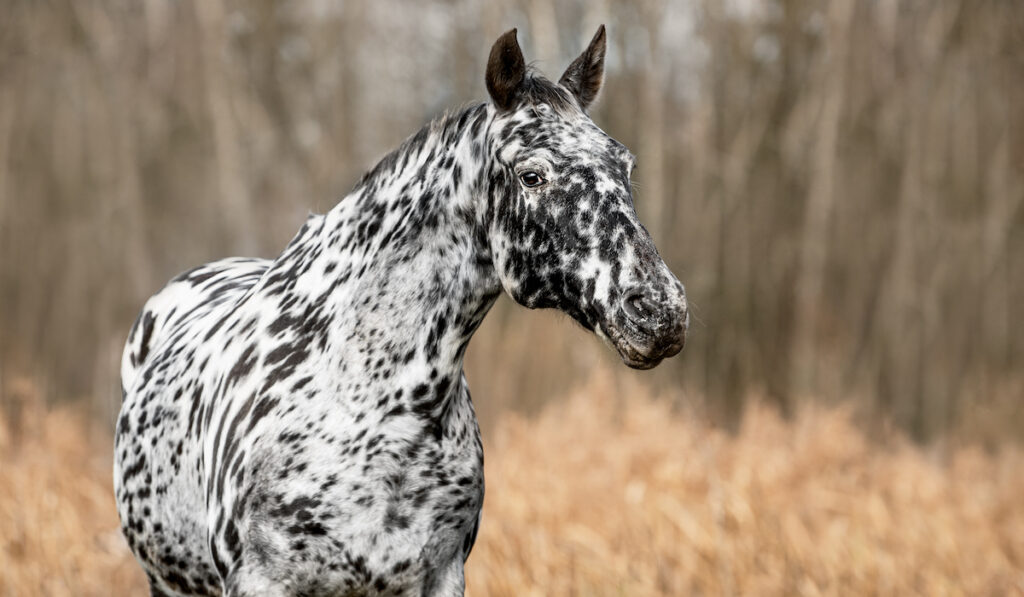 spotted horse