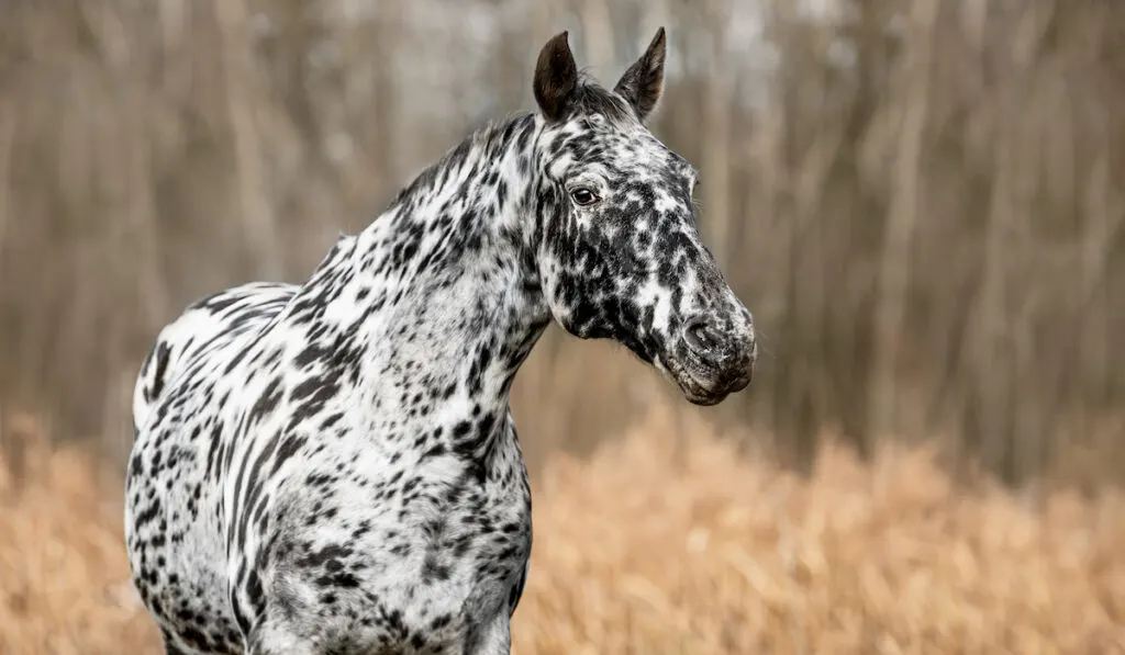 spotted horse