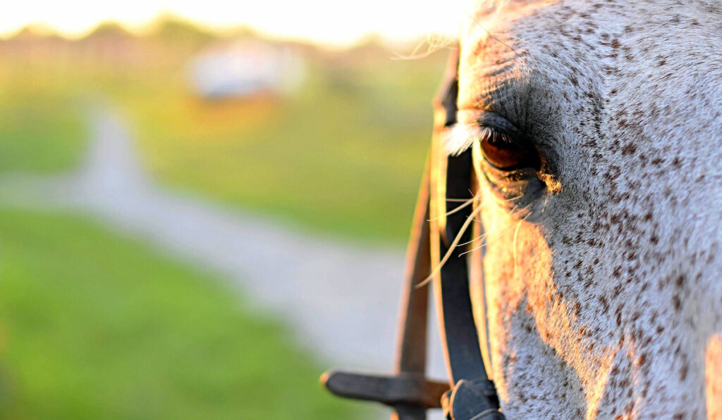 spotted horse