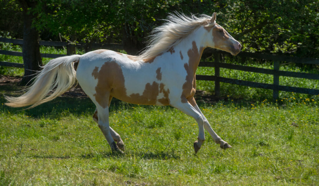 spotted saddle horse free running in field pasture