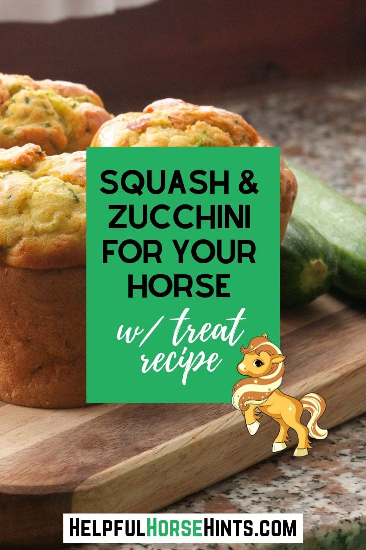 Squash and Zucchini for Your Horse with Treat Recipe Helpful Horse Hints