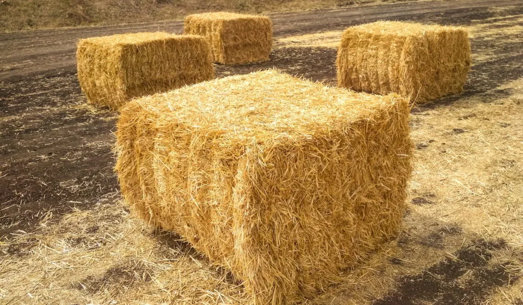 Stacks of cube hay bale