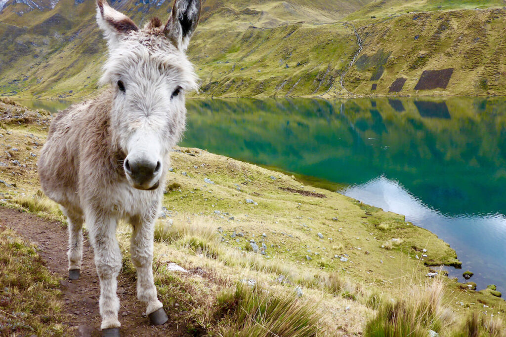 standing burro near lake over mountain side 