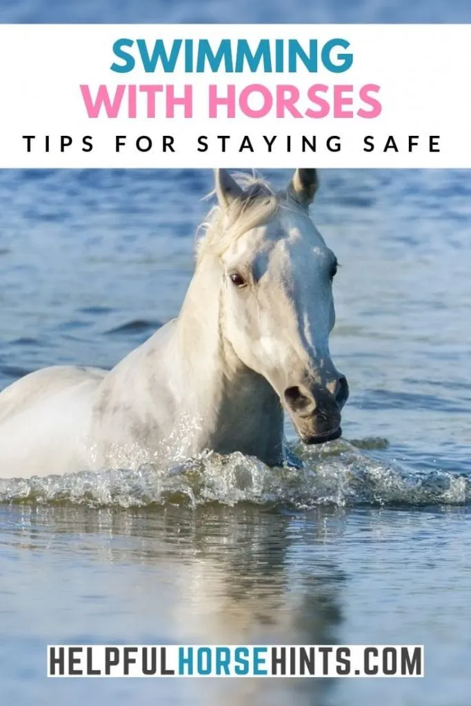 white horse swimming - pinterest image