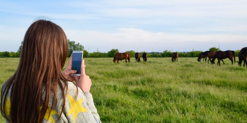 taking horse pictures with a cell phone