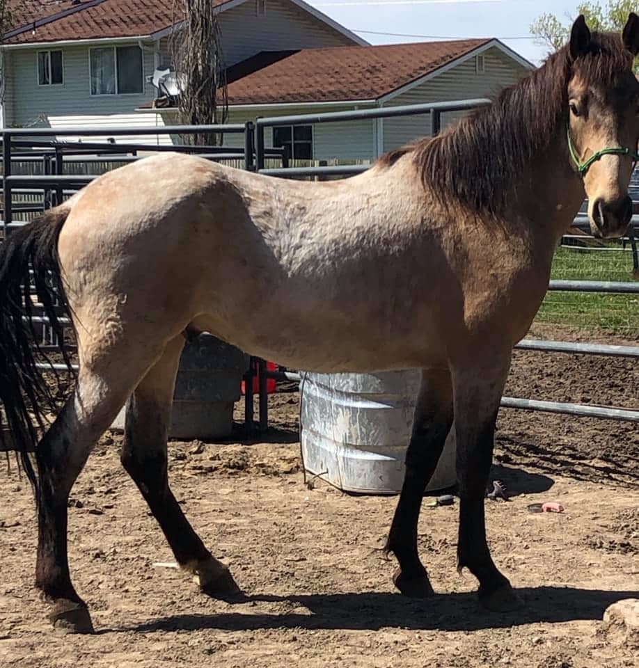 Taz - BLM Mustang in cage