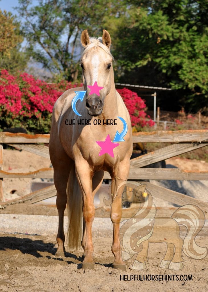 Beautiful brown horse, teach a horse to backup on the ground