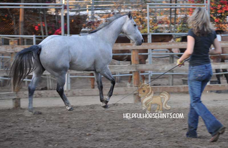  Lunging a horse at liberty.