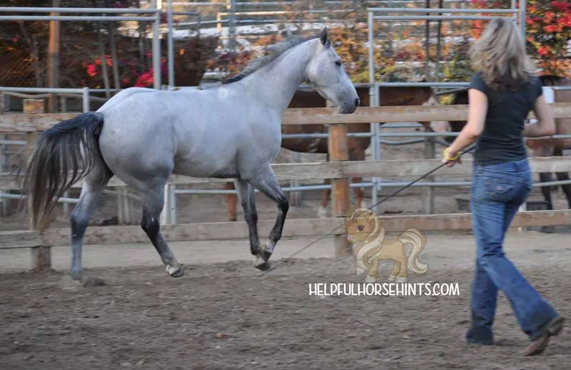 Lunging a horse at liberty.