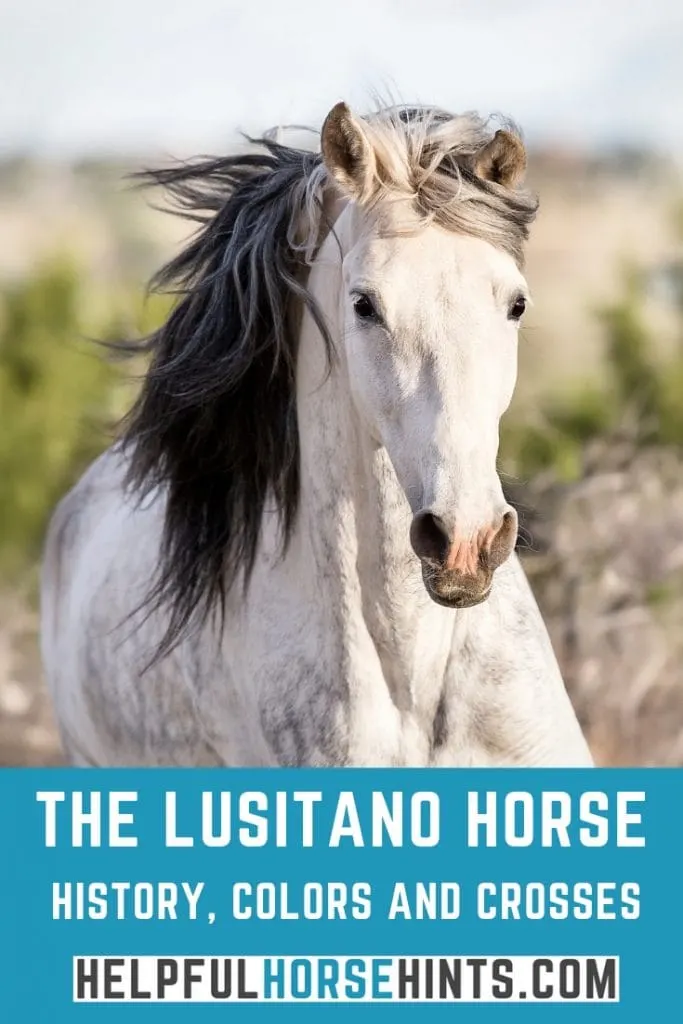 gray lusitano horse