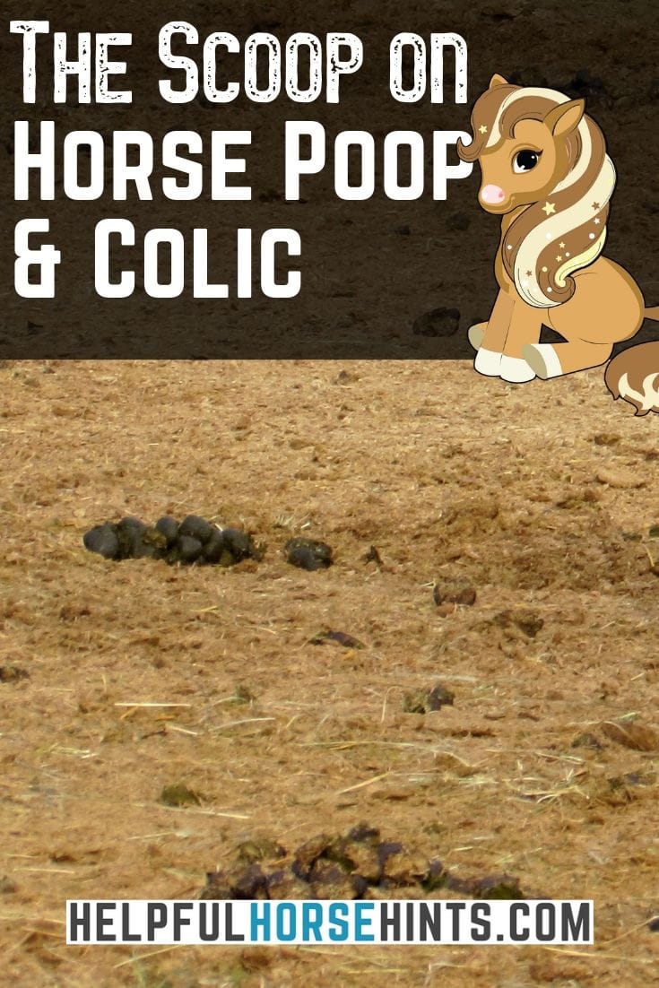 The Scoop on Horse Colic and Poop 5 FAQ's Answered Helpful Horse Hints