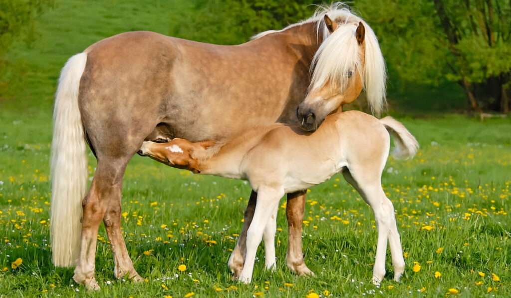 thirsty suckling foal drinking milk from its mother