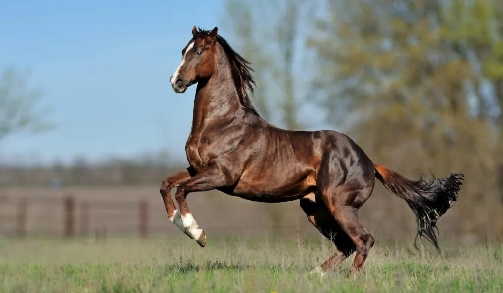 thoroughbred horse