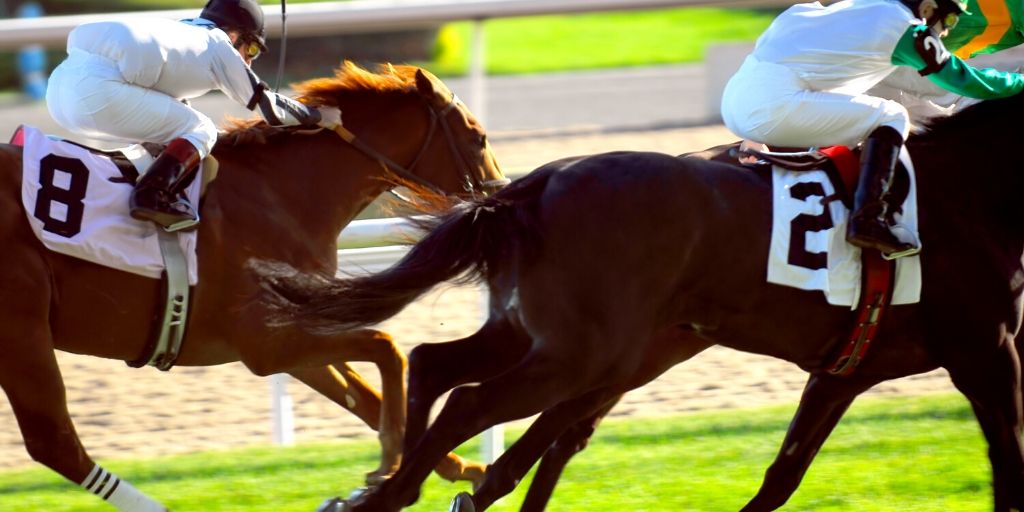 thoroughbred horses running