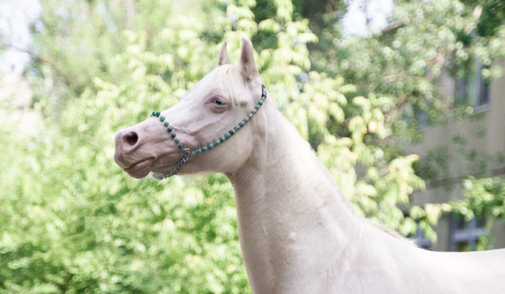 thoroughbred mare with blue eyes