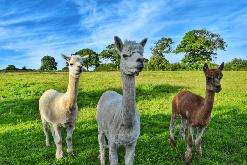 three alpacas standing on grassland