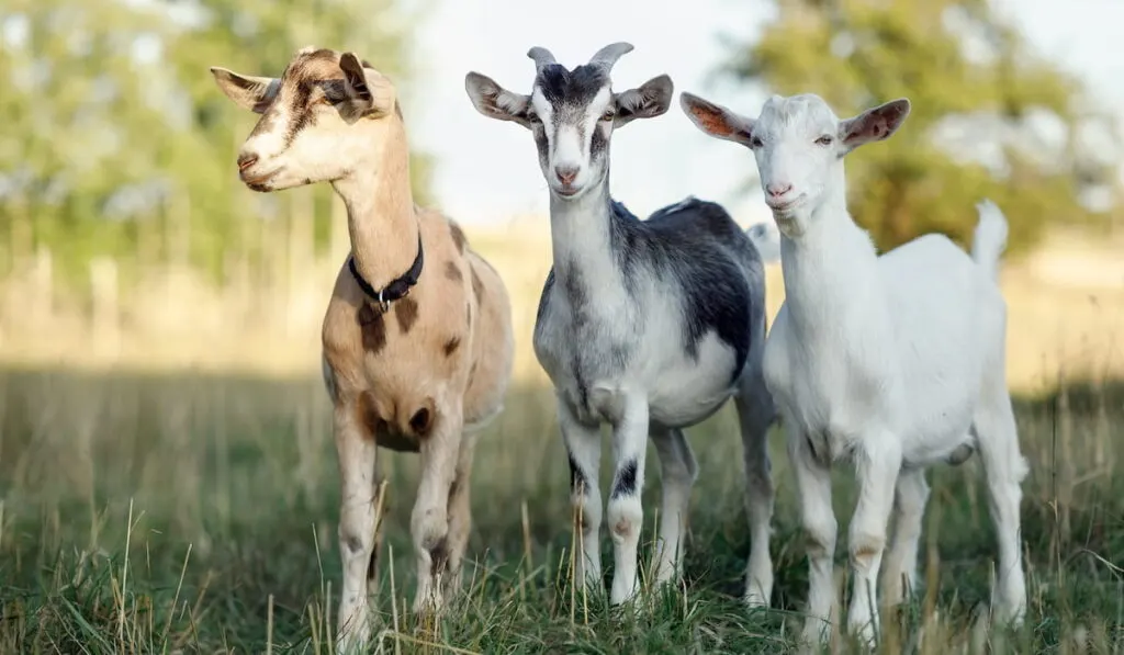 three different colored goats