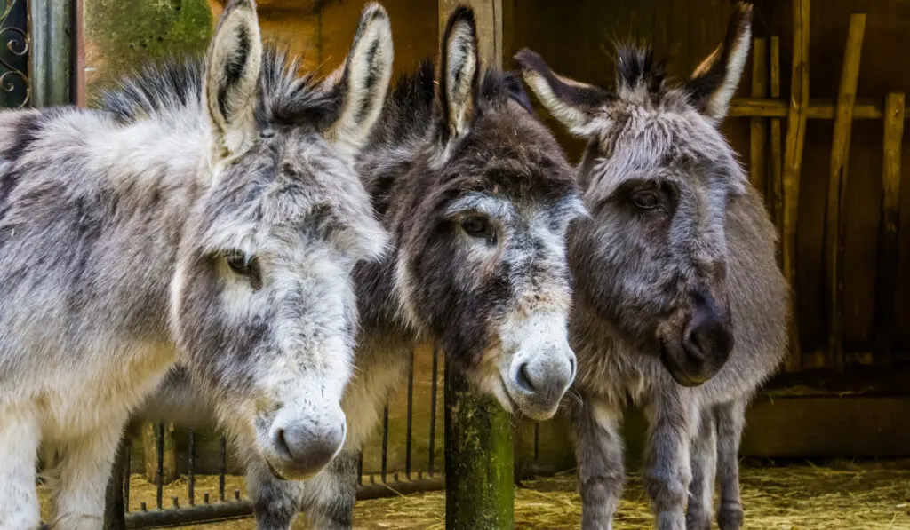 three faces of miniature donkeys in closeup