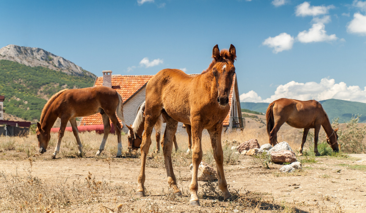 What Temperature Is Too Hot for Horses (+ Cooling Tips) Helpful Horse