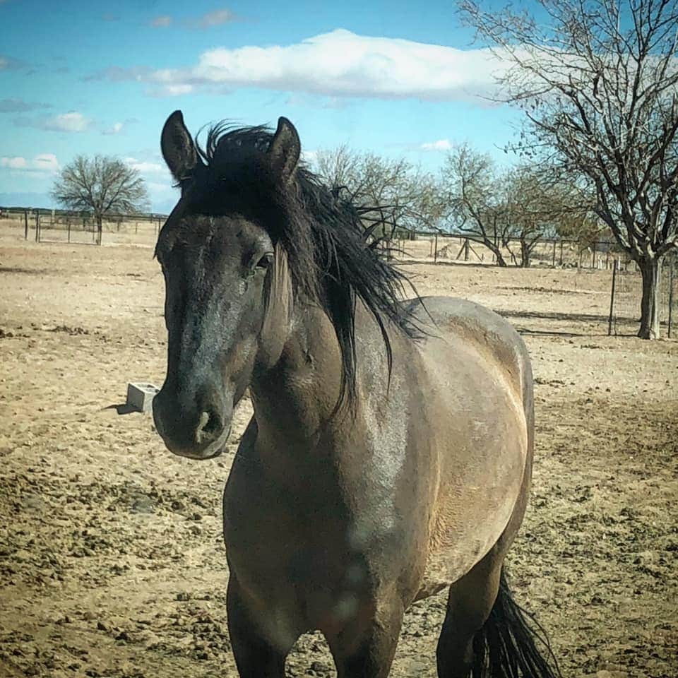 Grulla Mustang on the farm