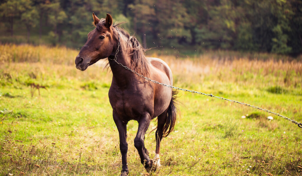 tied up quarter horse