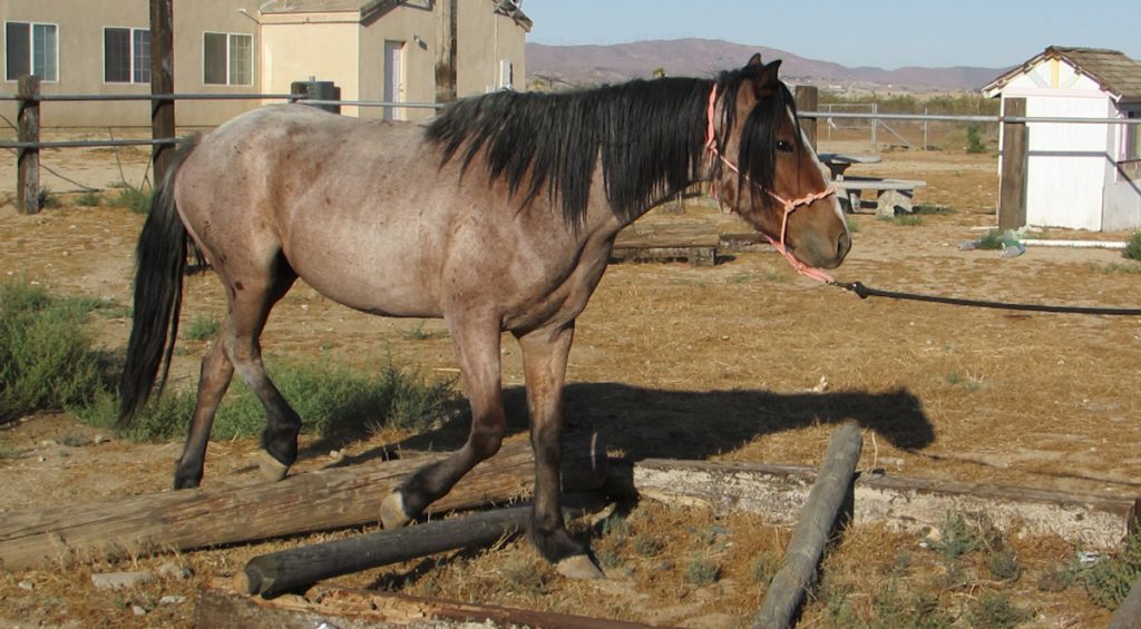 Bay Roan BLM Mustang in TIP Training