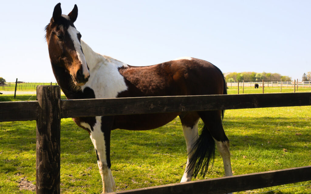 tobiano paint horse