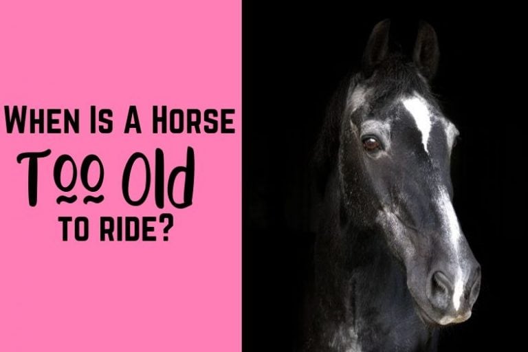 180+ Names for Black Horses Helpful Horse Hints