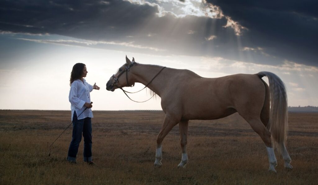 training horse