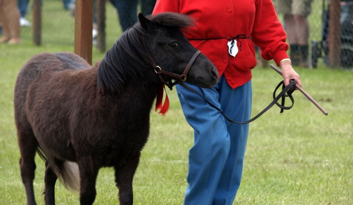 training miniature horse