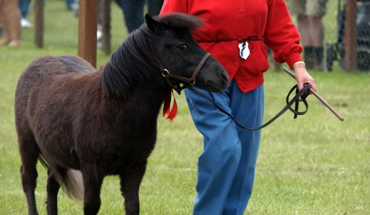 training miniature horse