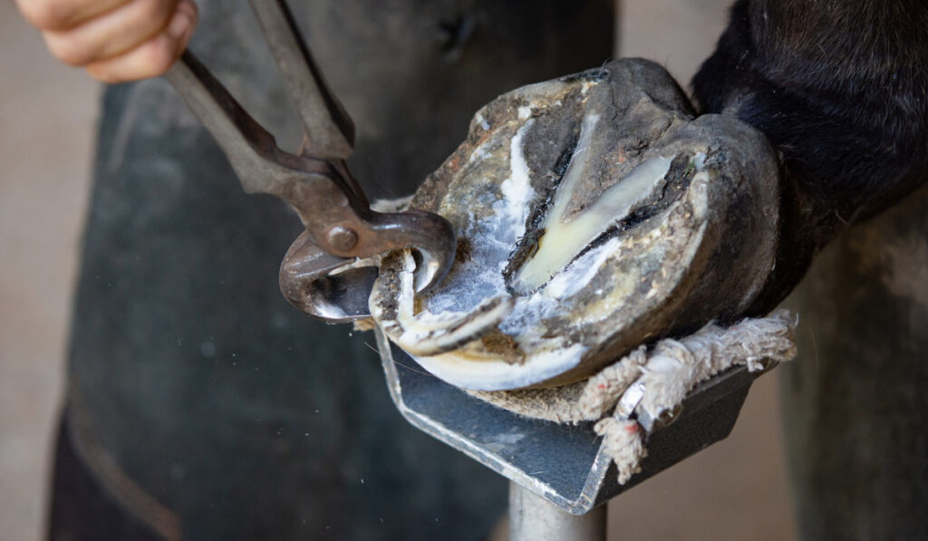 A farrier trimming a horse's rear hoof with nippers with shallow depth of field
