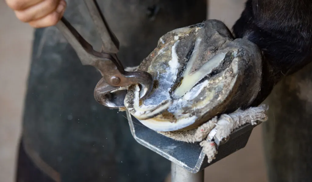 A farrier trimming a horse's rear hoof with nippers with shallow depth of field