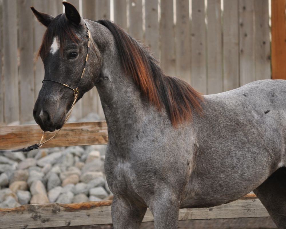 True Blue Roan Half Arabian / Half Quarter Horse
