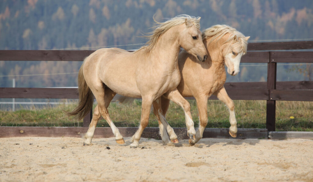two amazing welsh pony of cob playing together 