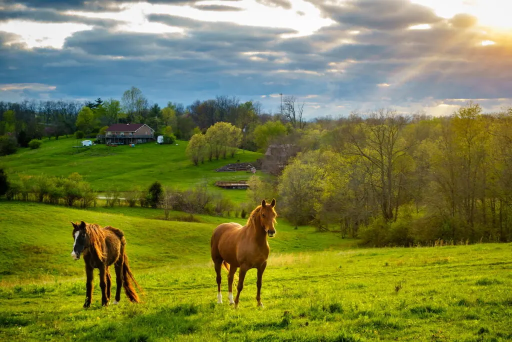 two beautiful horses in a green field
