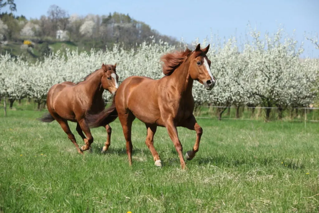 two beautiful quarter horses running in a field