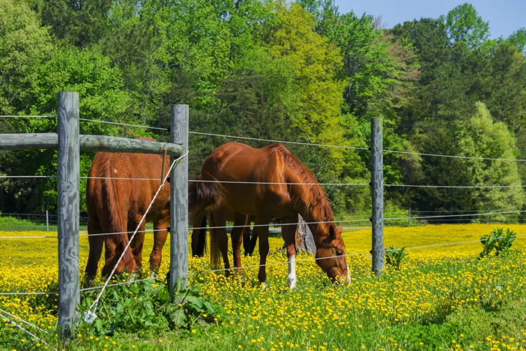 two brown horse eating grass in the pasture