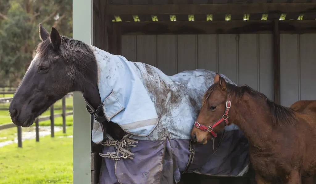 two different horses inside the barn