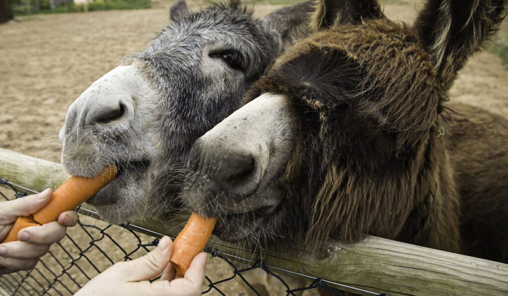 two donkeys eating carrot treats