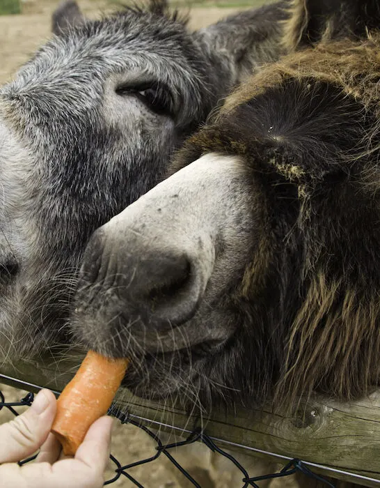 two donkeys eating carrot treats