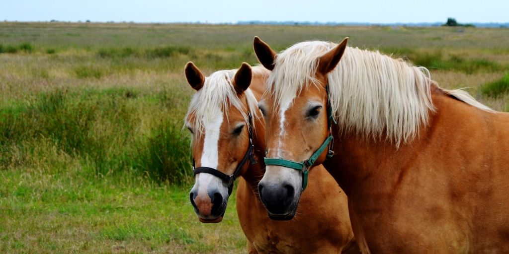 hafflinger horses side by side