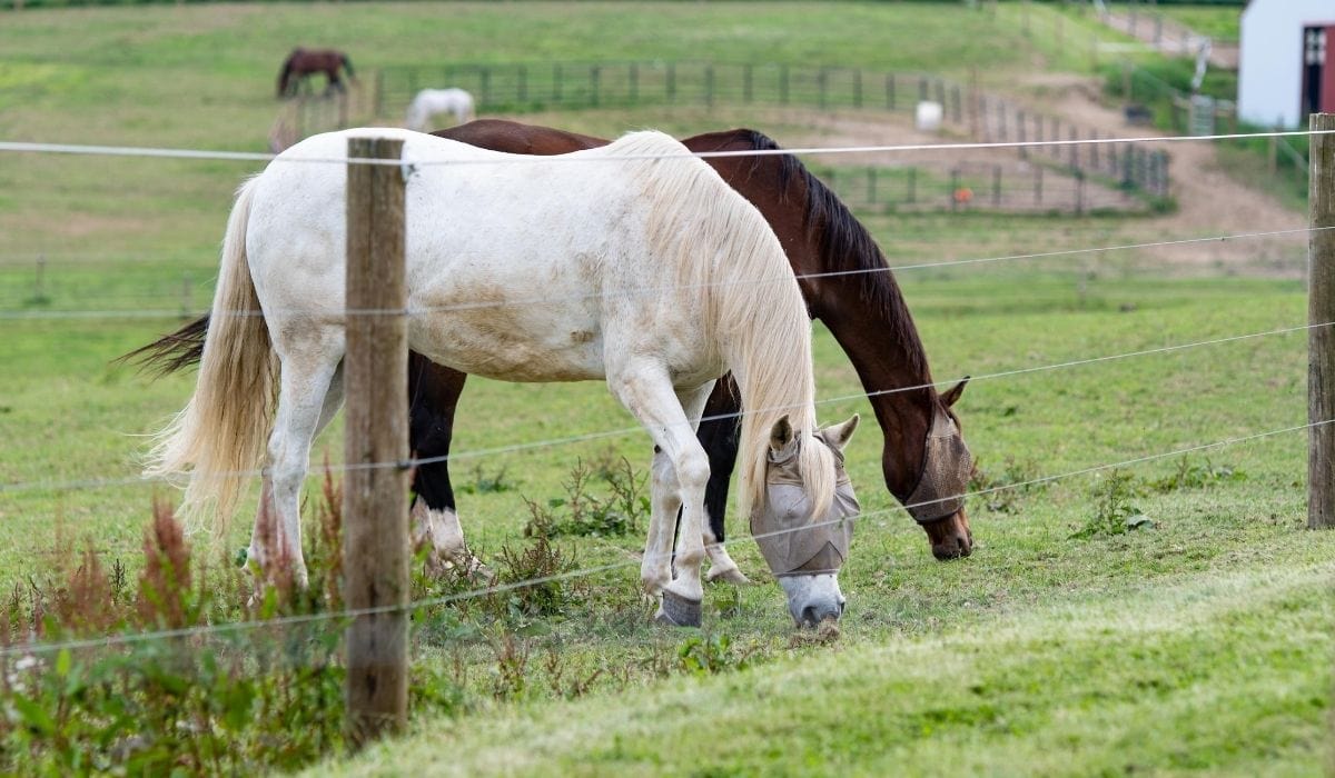 two horse in the field