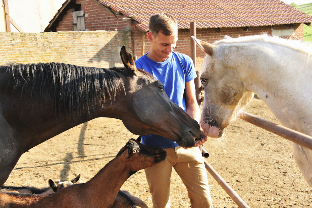 two horses and a goat eating on a man's hands