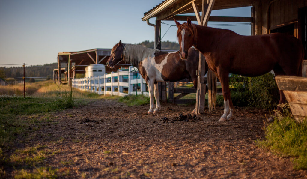 two horses at the stable during sunset farm ranch 