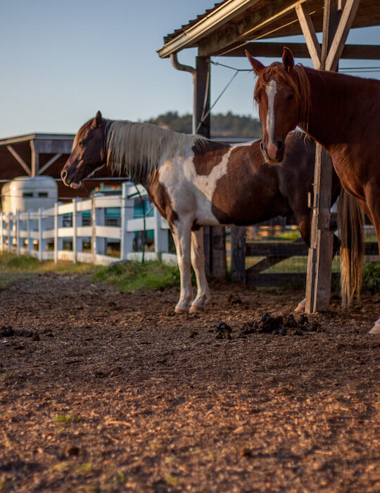 two-horses-at-the-stable-during-sunset-farm-ranch
