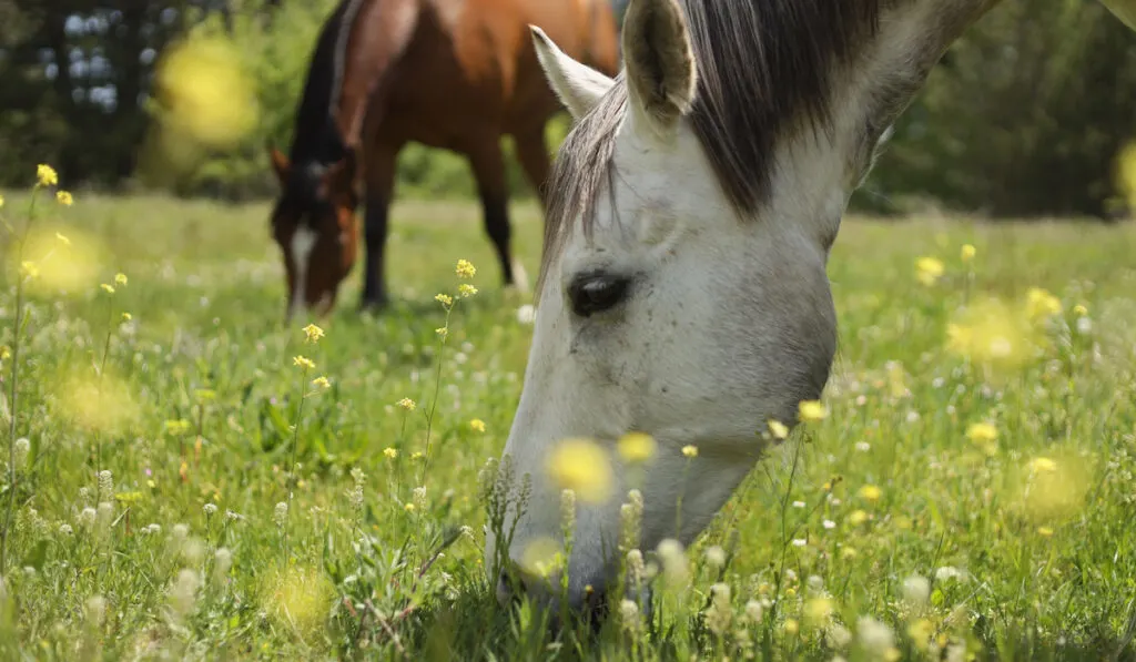 two horses grazing