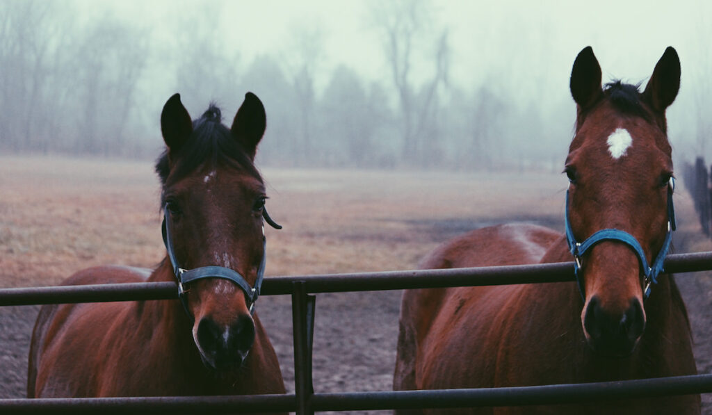 two horses inside barn
