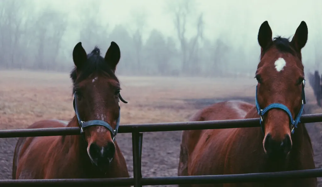 two horses inside barn